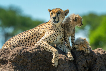Cheetah relaxing on termite mound with cubs