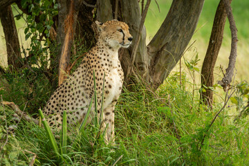 Cheetah sits in long grass under tree