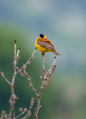 Black headed Bunting (Emberiza melanocephala) male sitting on a branch