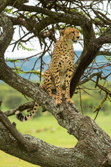 Fototapeta na wymiar Cheetah sits on diagonal branch looking out