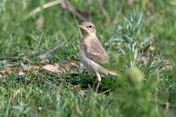 Wheatear ( Oenantne Isabelina) sits on the ground