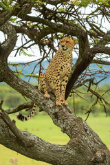 Fototapeta na wymiar Cheetah sits on diagonal branch turning head