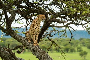 Obraz na płótnie Canvas Cheetah sits on diagonal branch watching savannah