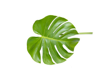 Real monstera leaves on white background.Tropical,botanical nature concepts