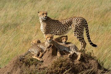 Cheetah standing on termite mound with family