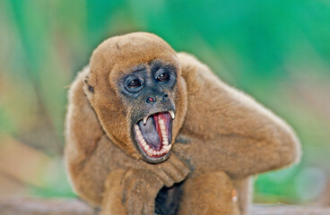 Obraz premium Woolly monkey