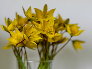 yellow wild tulips in a glass vase, yellow petal fragments on a blurred background