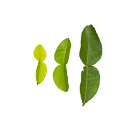 bergamot leaf top view isolated on white background