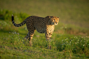 Cheetah walks through grassy plain past flowers