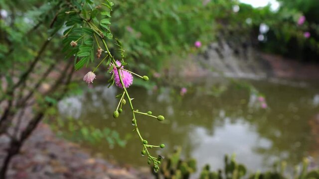 Small wild forest flowers with pink blossom flower hanging on tree, closeup view