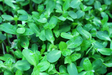 Planting sunflower sprouts in the garden