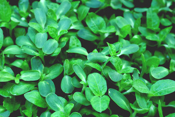 Young leaves, green seedlings in the garden