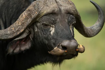 Foto op Canvas Close-up of Cape buffalo with two oxpeckers © Nick Dale