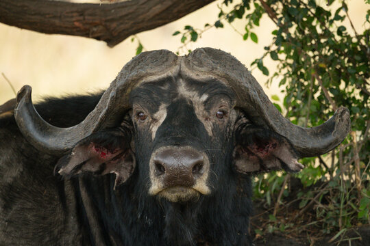 bundel Passend Portaal 15,528 BEST "Cape Buffalo" IMAGES, STOCK PHOTOS & VECTORS | Adobe Stock