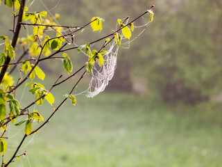 plants wrapped in a spider web, beautiful morning dew
