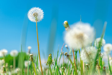 dandelions on a green field in summer time