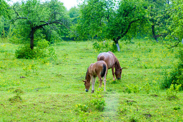 wild horse on a large meadow with beautiful scenery of blue sky and quiet at sunrise