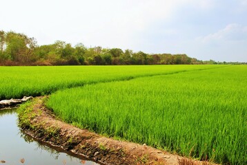 sidewalk in the jasmine rice field 