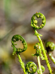 bright ferns on a background of swampy soil