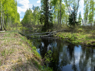 water in channel ditch at drained wetlands area, trees fell across the ditch, Sedas heath, Latvia