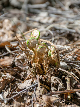 fern buds just emerging from the ground, forest ground texture