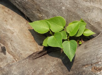 Bodhi leaf for making the minimal flower arrangement