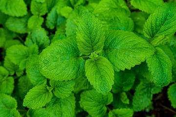 Mint leaves close-up in the garden