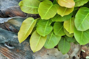 Bodhi leaf for making the minimal flower arrangement