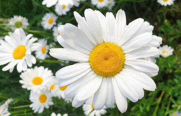 Fototapeta premium Large bright daisy flower, also known as oxeye daisy or marguerite flower