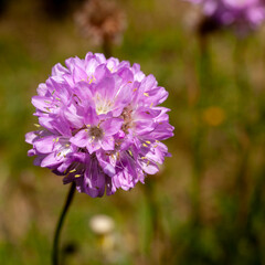 Macro photography of flowers blossom during sunrise.