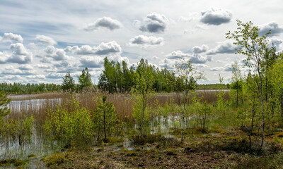 spring landscape in a peat bog, bog texture, Sedas moor, Latvia
