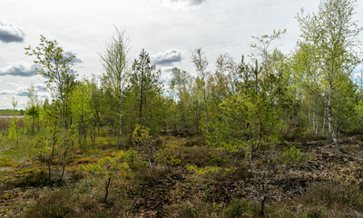 Fototapeta na wymiar spring landscape in a peat bog, bog texture, Sedas moor, Latvia