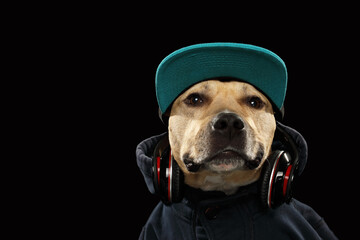 Friendly American Staffordshire terrier in headphone and cool blazer jacket like rapper isolated on black background 