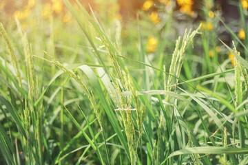 The rice fields produce soft grains or inflorescences, which are important stages. Two months before rice harvest