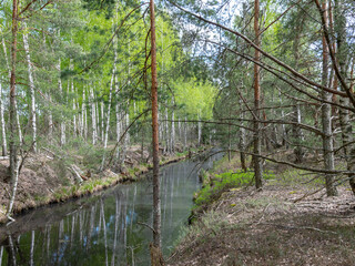 a swamp ditch, white birches along the edges, swamp grass and moss, wonderful reflections in the dark swamp water