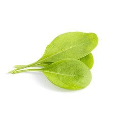Green leaves for salad