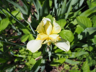A macro shot of a yellow flag iris bloom.