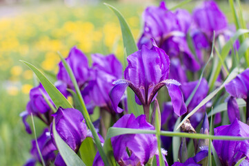 purple irises on a blurry background of green grass