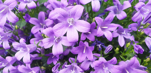 Purple Campanula flowers. Macro of flowers Campanula Portenschlagiana.