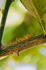 a group of ants is walking on a tree branch