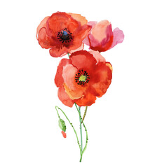 Set of red poppies. Colorful flowers. Watercolor hand drawn illustration isolated on white background.