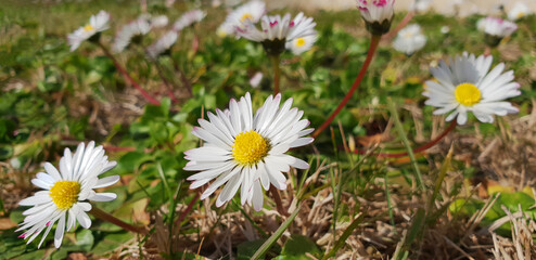 Bellis perennis or Daisies on the meadow on a spring, sunny day.