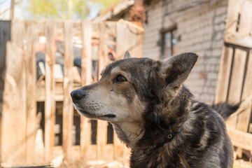 Portrait of a chain dog in the yard