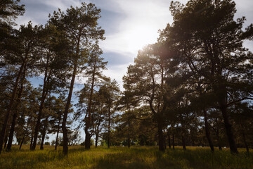 Landscape of coniferous trees at the edge of a spring forest at sunset. Green grass, tall pine trees and a blue cloudy sky.