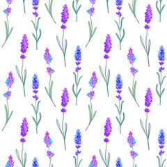 lavender flowers. Seamless background. Beautiful violet lavender flowers retro background on white