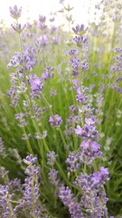 lavender flowers in the garden