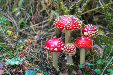 Fly Agaric in the grass in the autumn forest