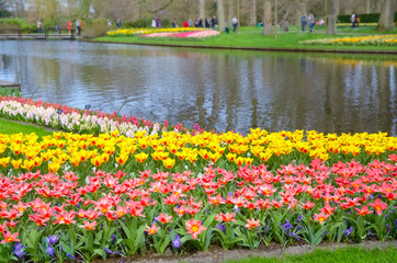 Obraz premium Beautiful colorful spring flowers and water lake in park in Netherlands (Holland) 