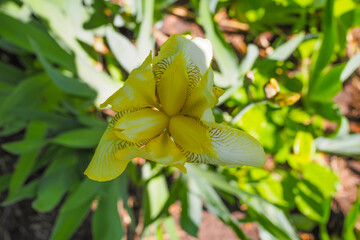 A macro shot of a yellow flag iris bloom.