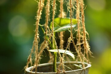 green grass in the morning on a pot